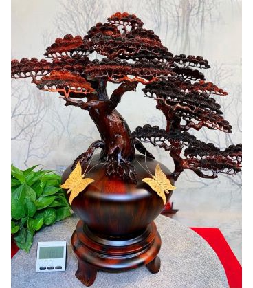 Tiểu Cảnh Bình Tùng Bon Sai Gỗ Trắc Đỏ Đen