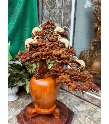 Bình Tùng Bonsai Ngũ Hạc - Gỗ Hương Ta