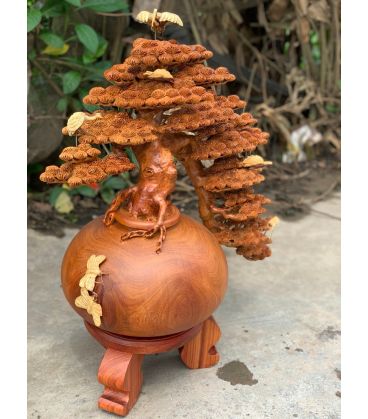 Bonsai Bình Tùng Tách Đổ Cao 71cm